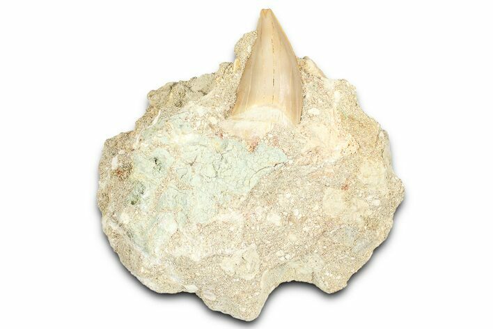 Otodus Shark Tooth Fossil in Rock - Morocco #376176